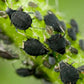 Olio di Neem - insetticida naturale biologico solubile in acqua - 5 litri-Verdecobre