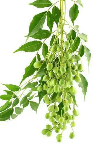 Olio di Neem - insetticida naturale biologico solubile in acqua - 5 litri-Verdecobre