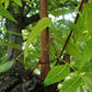 Olio di Neem - insetticida naturale biologico solubile in acqua - 5 litri-Verdecobre