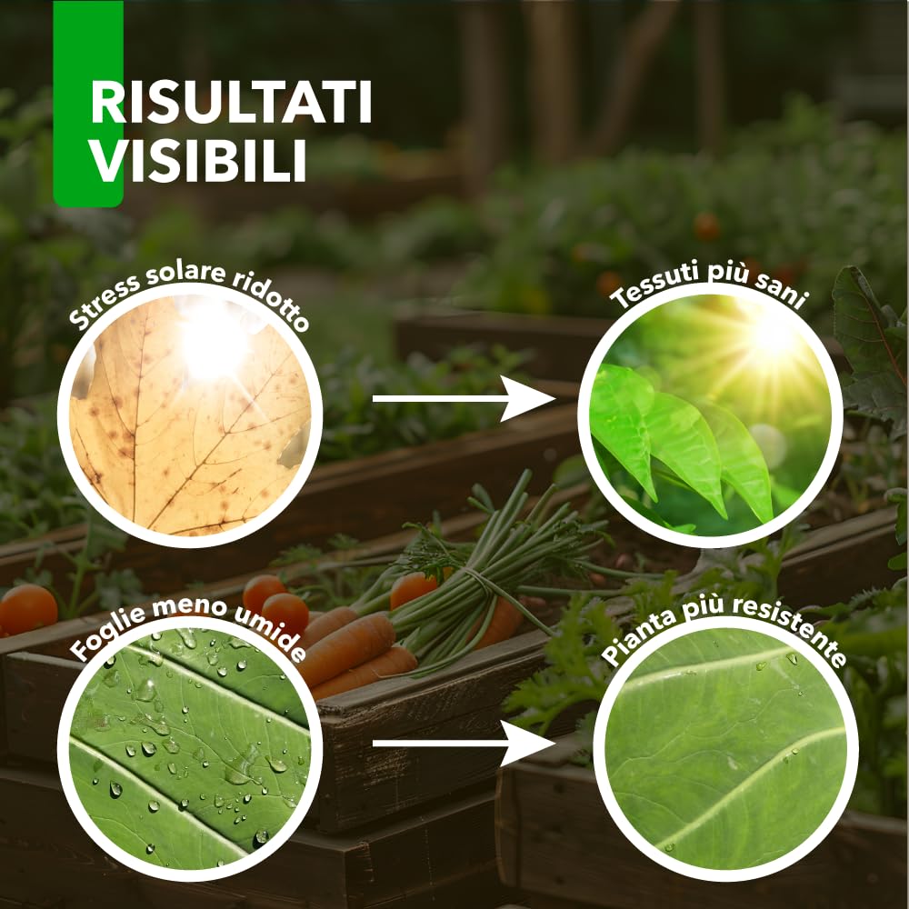 Zeolite BioNee 500 g – Polvere di Roccia Naturale Corroborante per Piante | Azione Igroscopica Anti-Umidità su Foglie e Frutti | Protegge da Stress Solare | Consentita in Agricoltura Biologica
