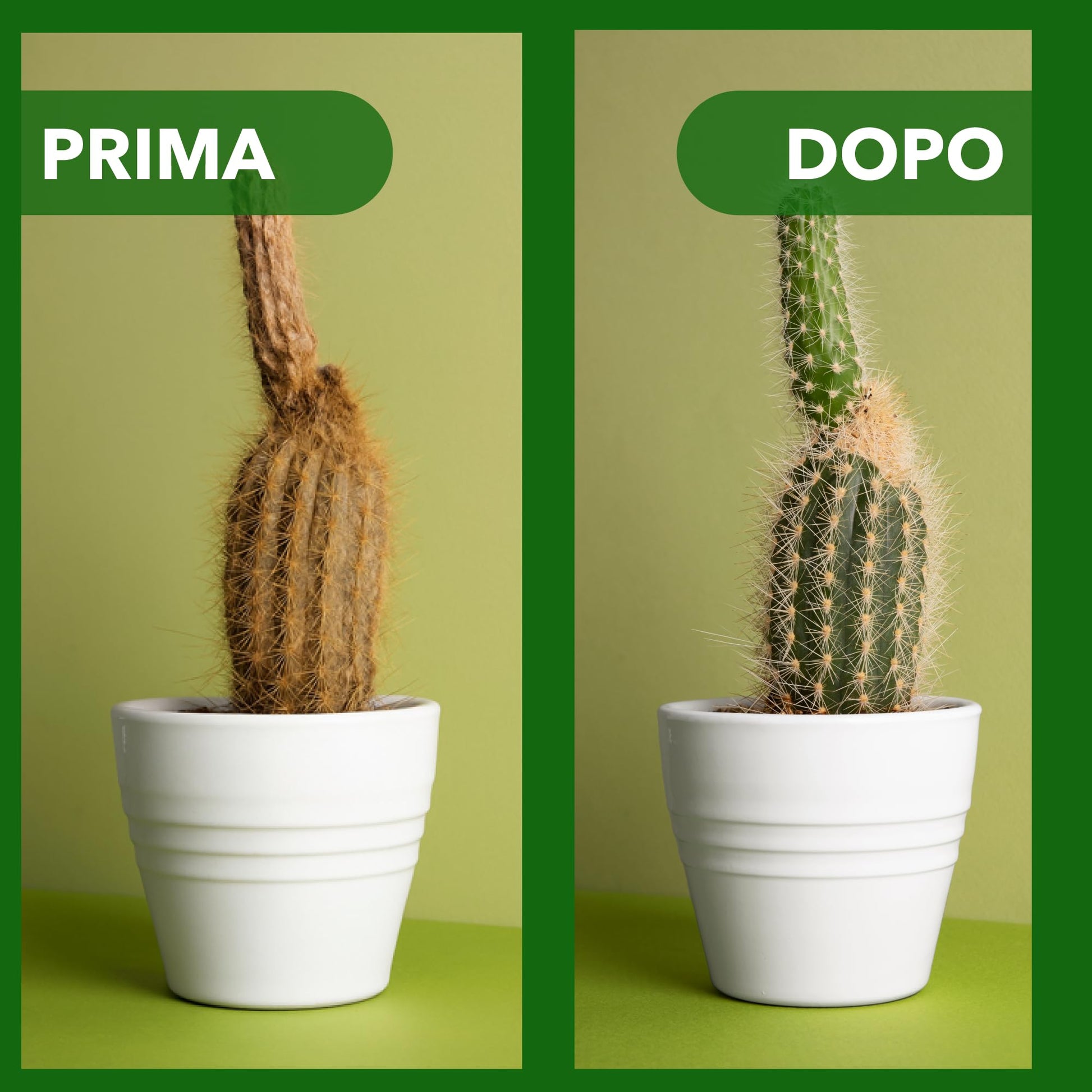 BioNee Concime Biologico per Piante Grasse 1L – Nutrimento Naturale per Cactus e Succulente | Favorisce Colori Intensi, Foglie Lucide e Crescita Armoniosa