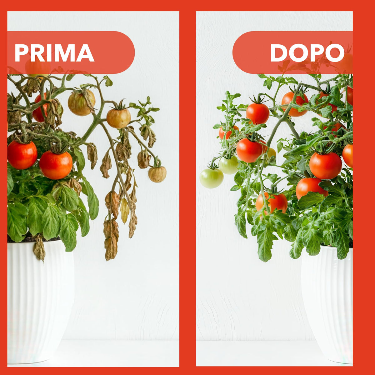 BioNee Concime Biologico per Pomodori 1L – Nutrimento Naturale per Piante Produttive e Frutti Carnosi | Esalta Colore, Gusto e Vigore | Consentito in Agricoltura Biologica