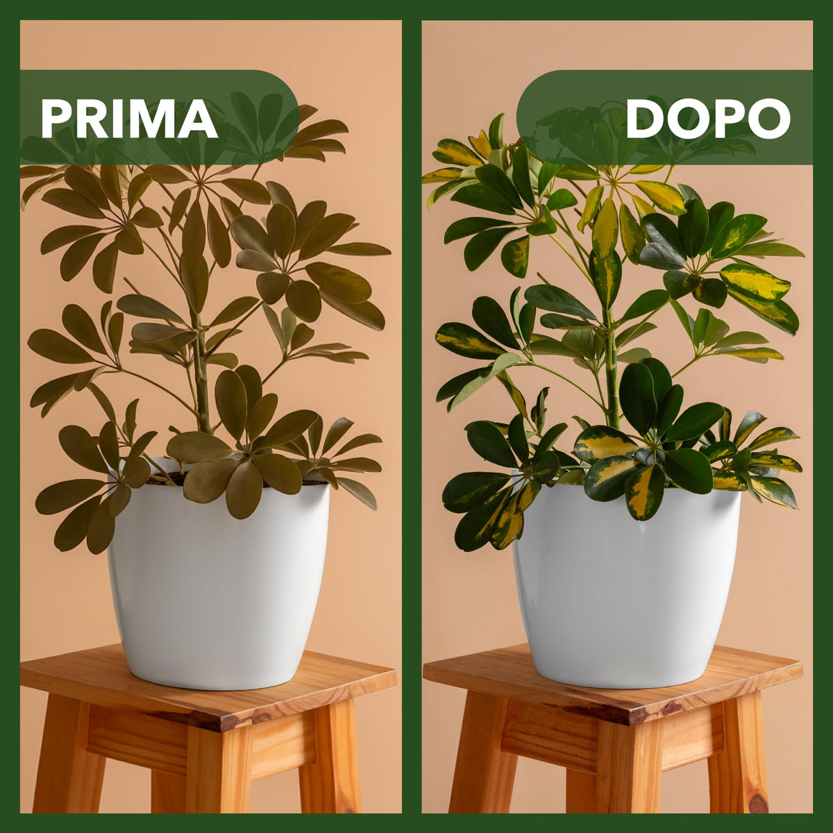 BioNee Concime Biologico per Piante Verdi 1L – Nutrimento Naturale per Foglie Lucide e Colori Intensi | Stimola Crescita e Vitalità delle Piante da Interno ed Esterno