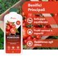 BioNee Concime Biologico per Pomodori 1L – Nutrimento Naturale per Piante Produttive e Frutti Carnosi | Esalta Colore, Gusto e Vigore | Consentito in Agricoltura Biologica