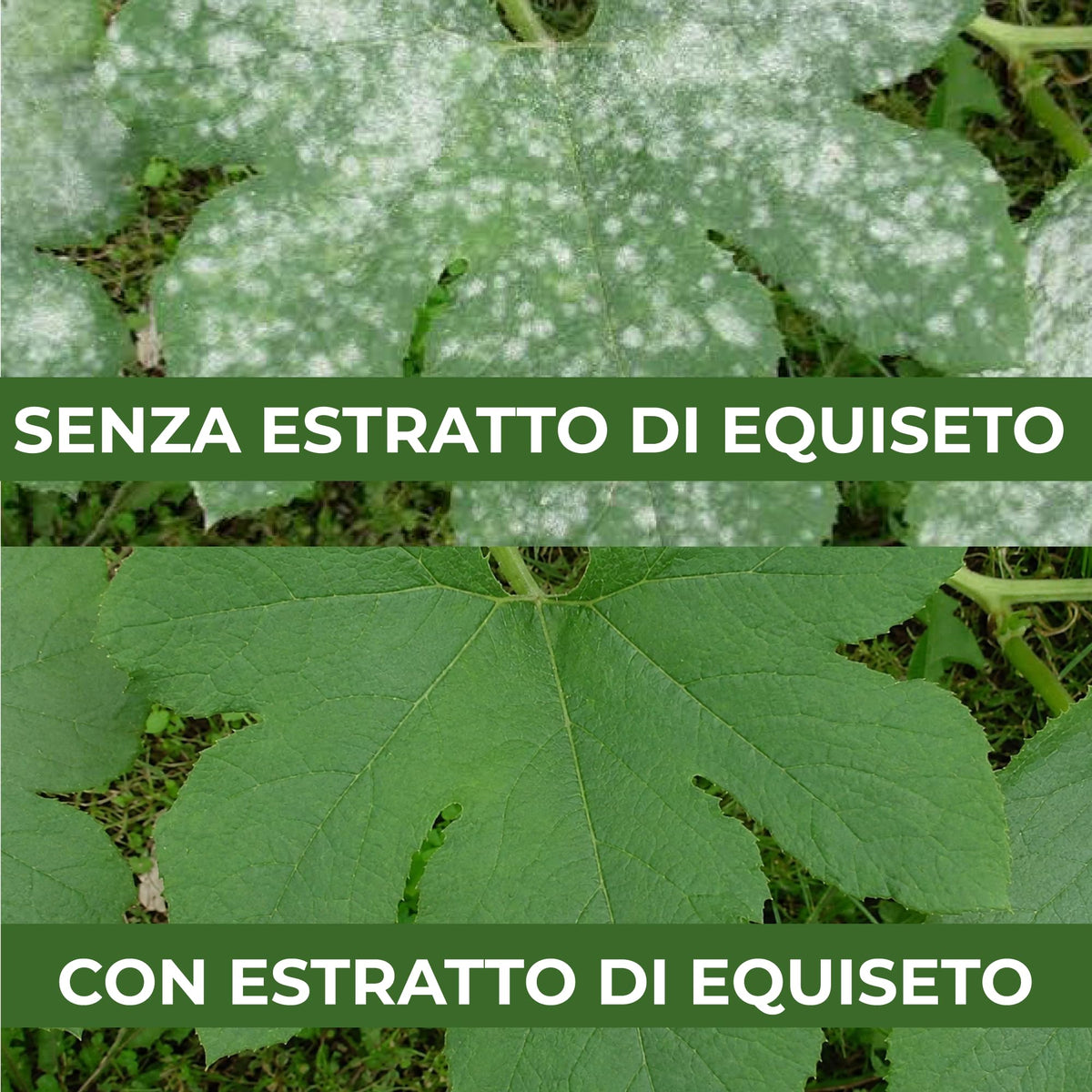 Estratto di Equiseto | Prodotto Naturale Concentrato Idrosolubile | Azione Fungicida Preventiva | Per Orto, Frutteto e Colture Biologiche (5 litri)