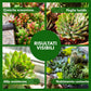BioNee Concime Biologico per Piante Grasse 1L – Nutrimento Naturale per Cactus e Succulente | Favorisce Colori Intensi, Foglie Lucide e Crescita Armoniosa