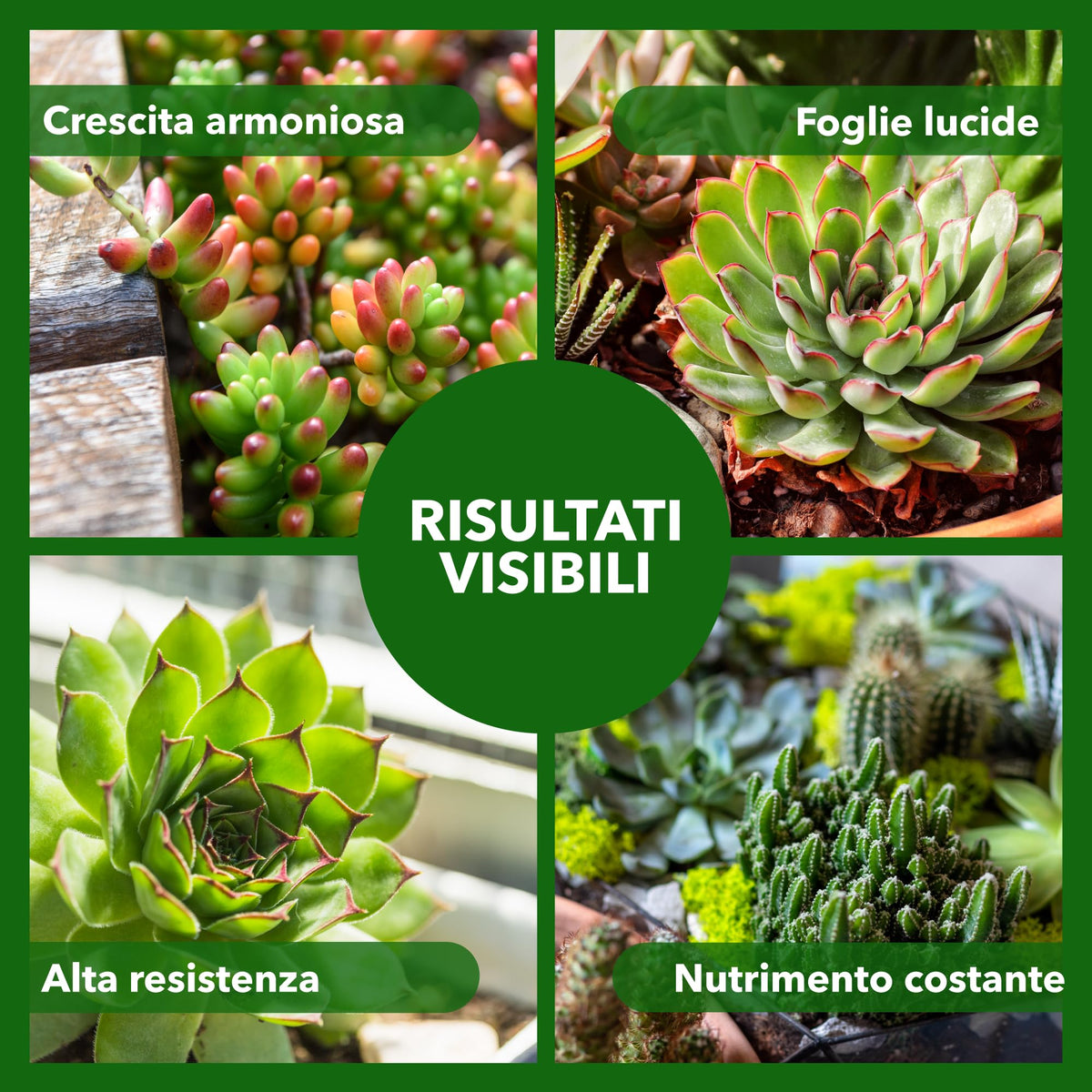 BioNee Concime Biologico per Piante Grasse 1L – Nutrimento Naturale per Cactus e Succulente | Favorisce Colori Intensi, Foglie Lucide e Crescita Armoniosa