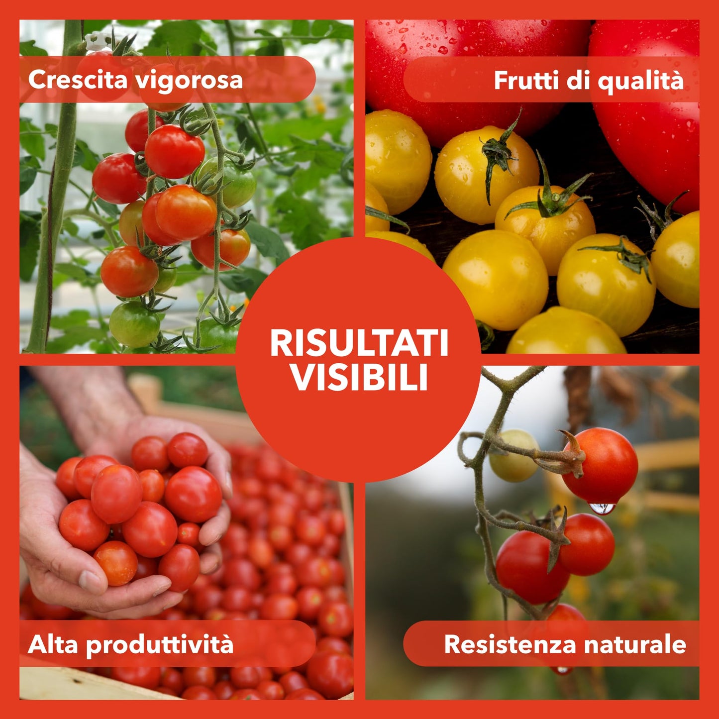 BioNee Concime Biologico per Pomodori 1L – Nutrimento Naturale per Piante Produttive e Frutti Carnosi | Esalta Colore, Gusto e Vigore | Consentito in Agricoltura Biologica