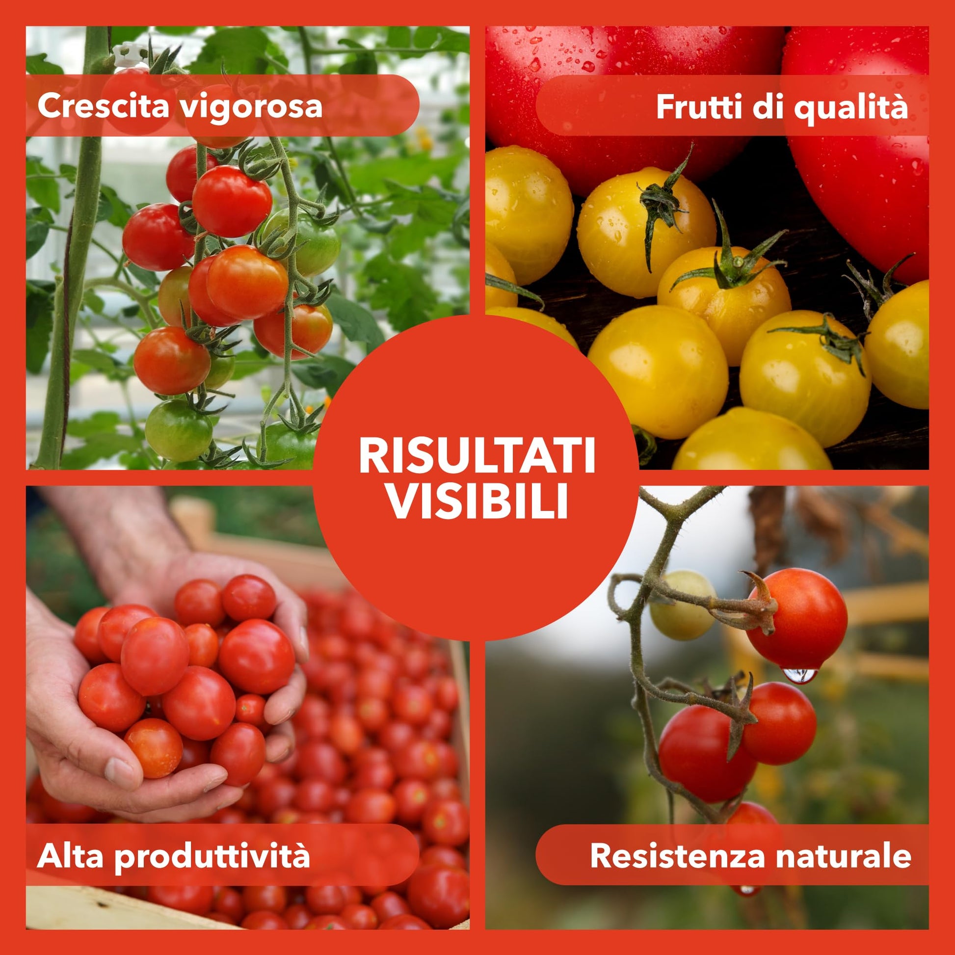BioNee Concime Biologico per Pomodori 1L – Nutrimento Naturale per Piante Produttive e Frutti Carnosi | Esalta Colore, Gusto e Vigore | Consentito in Agricoltura Biologica