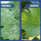Solfato di Rame | Concime Inorganico Puro 98/99% | Rame Solubile 25% | Uso Agricolo e Biologico | Residuo Zero | Rame Pentaidrato per Orto e Giardino 500 gr