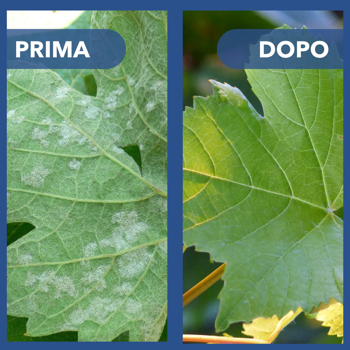 Solfato di Rame | Concime Inorganico Puro 98/99% | Rame Solubile 25% | Uso Agricolo e Biologico | Residuo Zero | Rame Pentaidrato per Orto e Giardino 500 gr