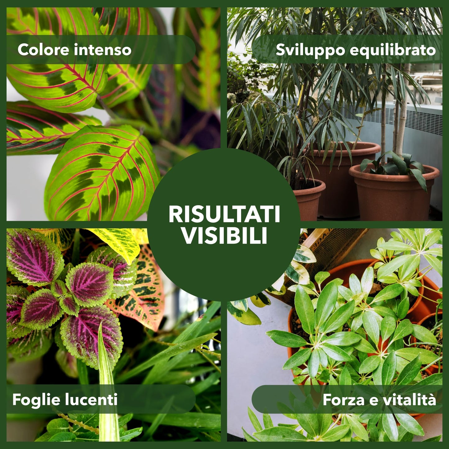 BioNee Concime Biologico per Piante Verdi 1L – Nutrimento Naturale per Foglie Lucide e Colori Intensi | Stimola Crescita e Vitalità delle Piante da Interno ed Esterno