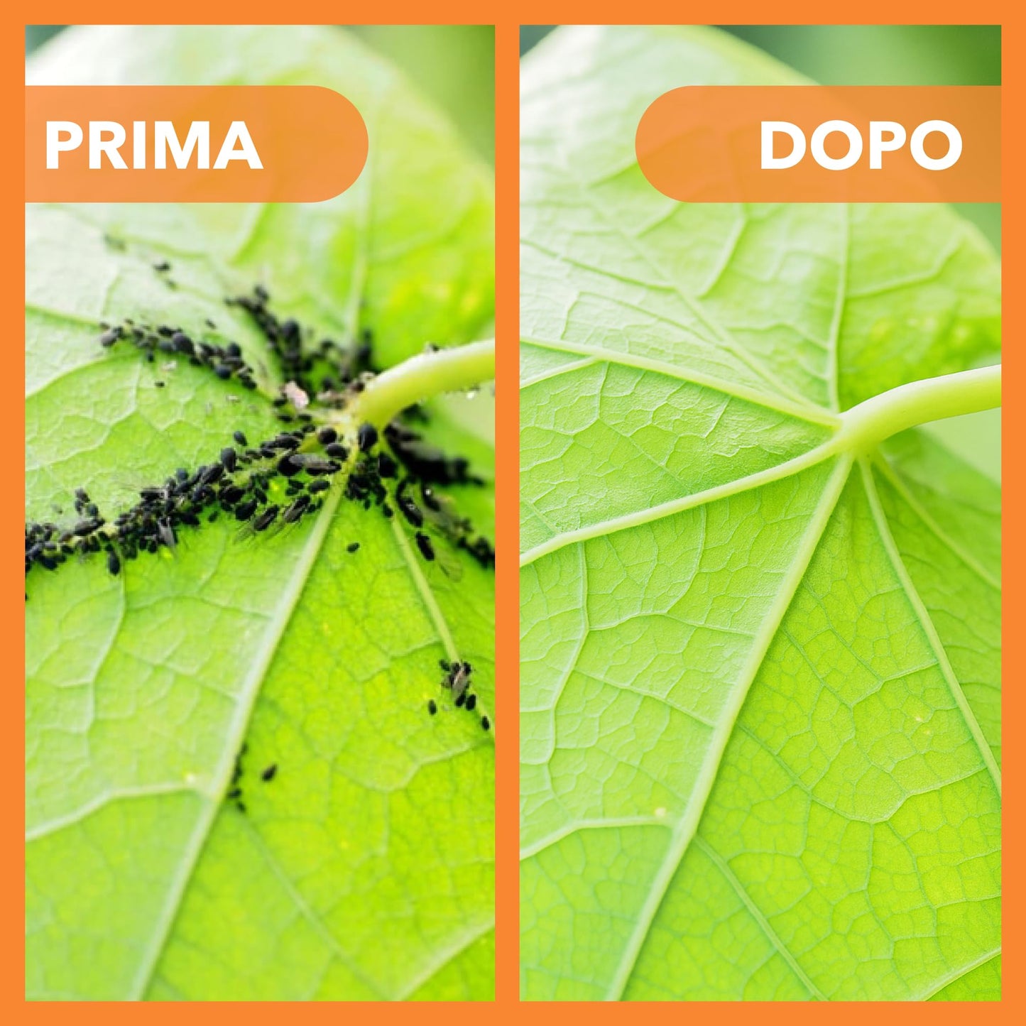 BioNee Olio di Soia Concentrato – Corroborante Naturale Vegetale per Piante Forti e Resistenti | Potenziatore delle Difese Naturali | Concentrato Idrosolubile (5 litri)