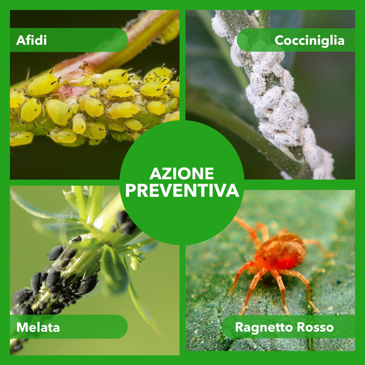 BioNee Olio Bianco di Soia Spray 1l – Protettivo Naturale per Piante, Rinforzante e Lucidante Fogliare – Pronto all’Uso