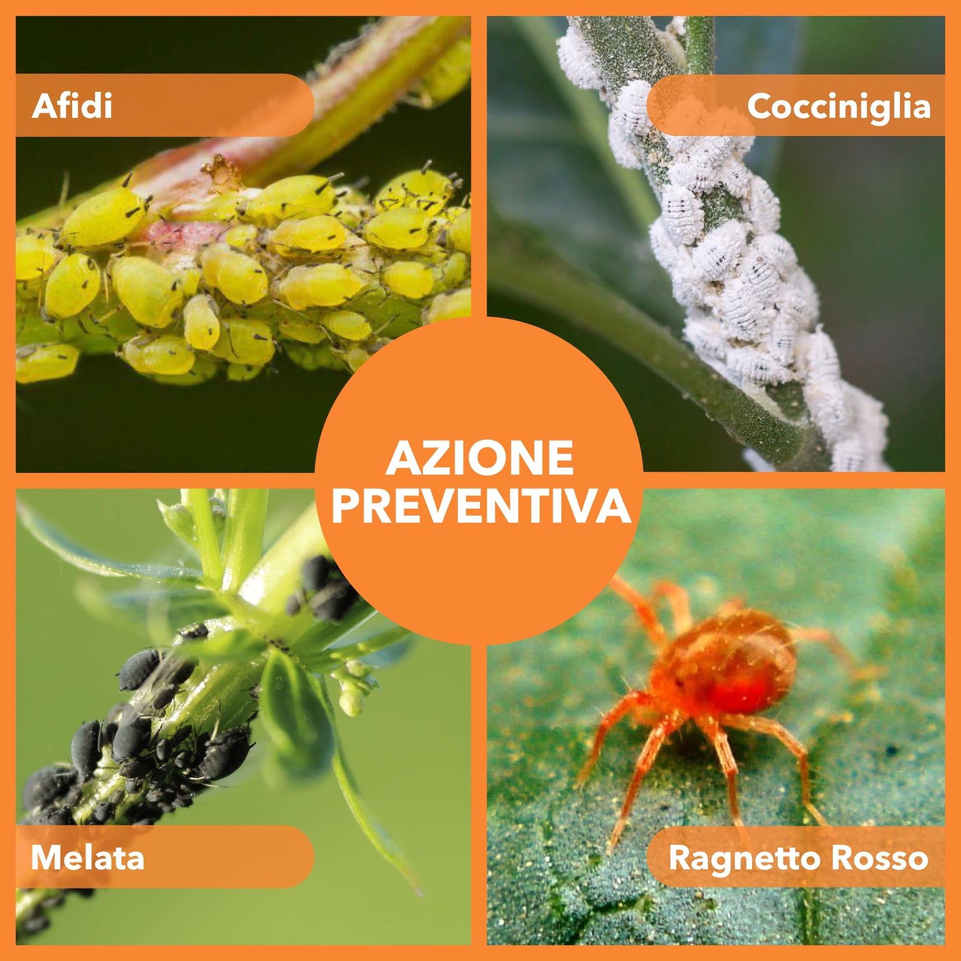 BioNee Olio di Soia Concentrato – Corroborante Naturale Vegetale per Piante Forti e Resistenti | Potenziatore delle Difese Naturali | Concentrato Idrosolubile (5 litri)