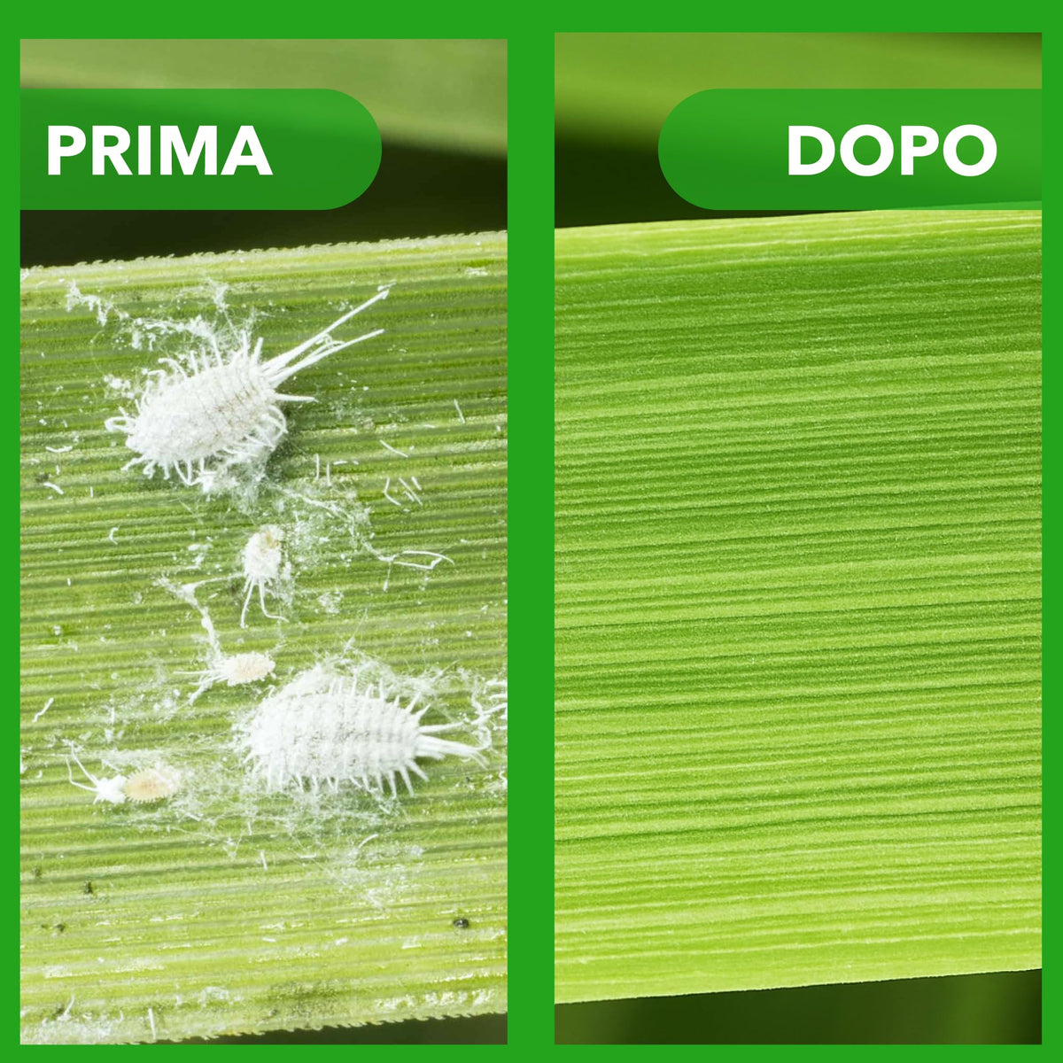 BioNee Olio Bianco di Soia Spray 1l – Protettivo Naturale per Piante, Rinforzante e Lucidante Fogliare – Pronto all’Uso