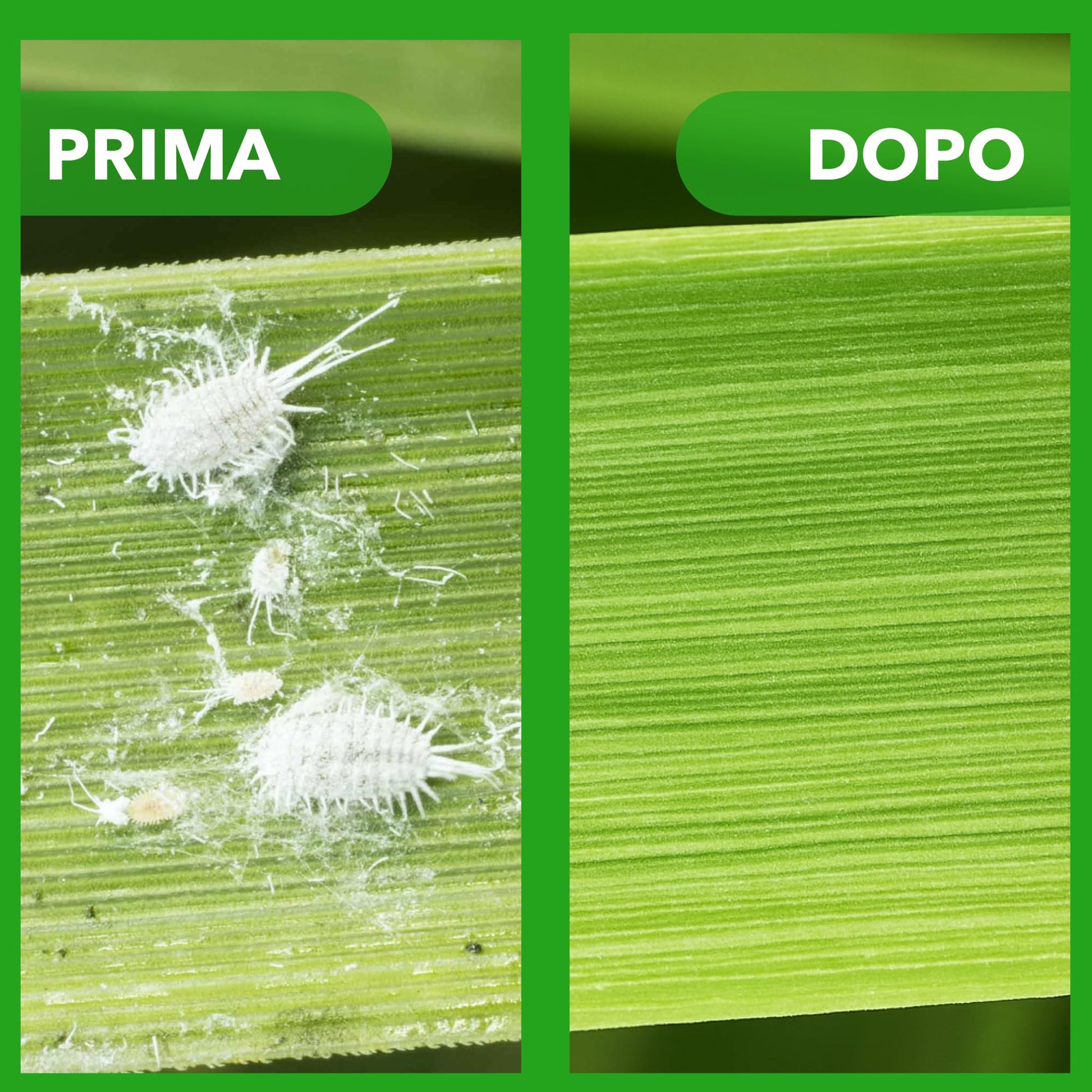 BioNee Olio Bianco di Soia Spray 1l – Protettivo Naturale per Piante, Rinforzante e Lucidante Fogliare – Pronto all’Uso