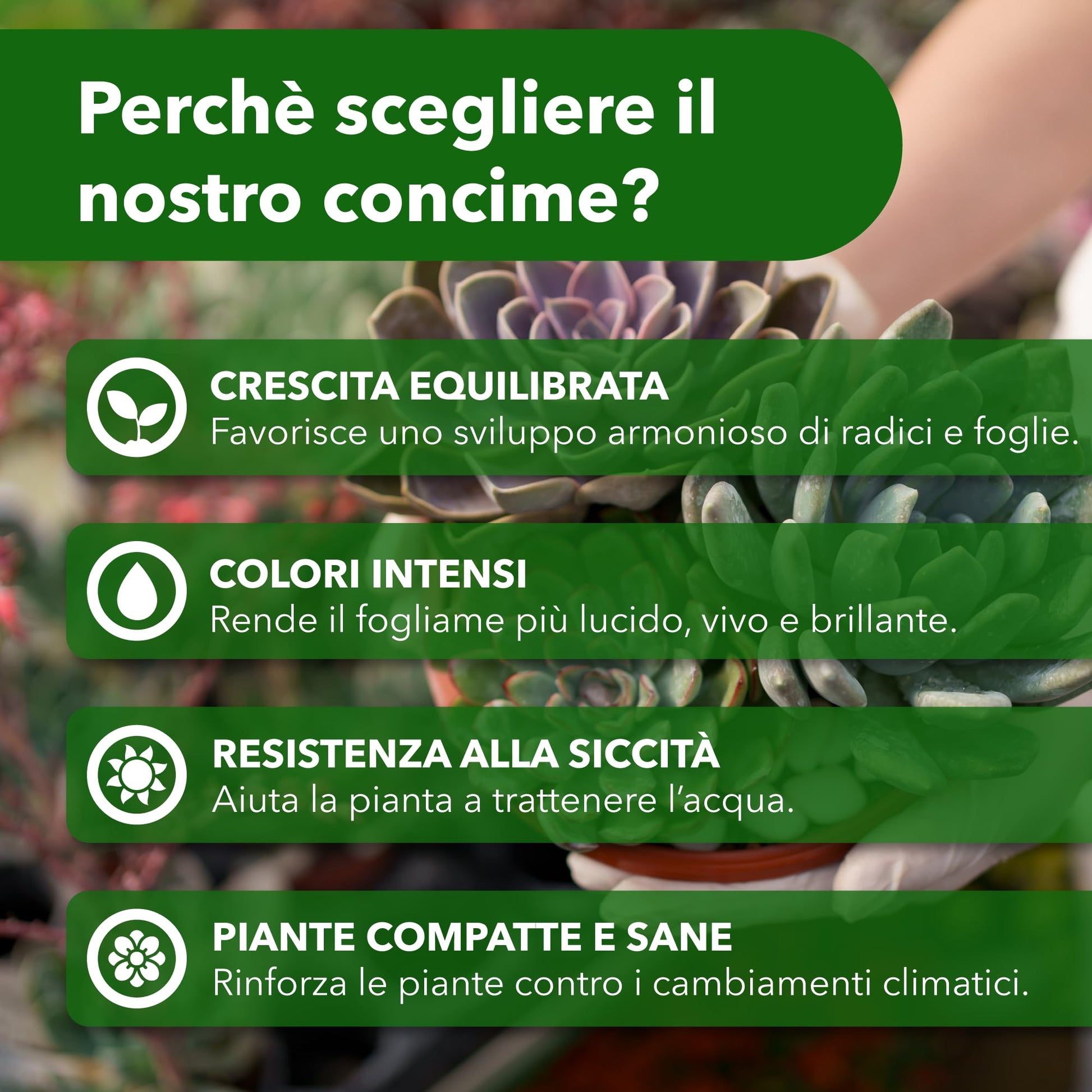 BioNee Concime Biologico per Piante Grasse 1L – Nutrimento Naturale per Cactus e Succulente | Favorisce Colori Intensi, Foglie Lucide e Crescita Armoniosa
