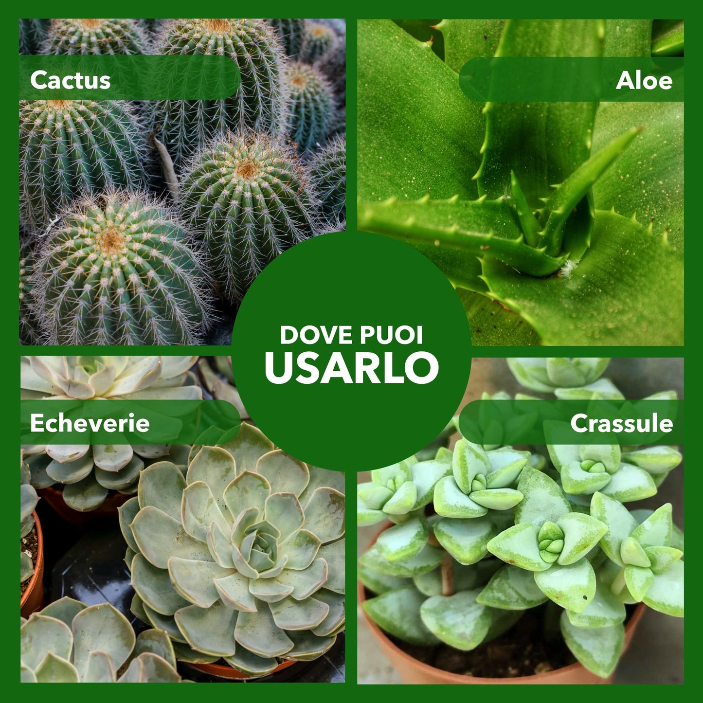 BioNee Concime Biologico per Piante Grasse 1L – Nutrimento Naturale per Cactus e Succulente | Favorisce Colori Intensi, Foglie Lucide e Crescita Armoniosa