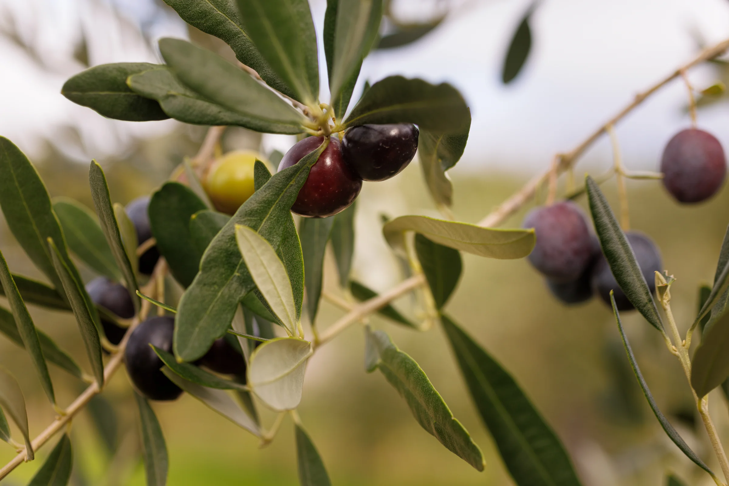 Olive verdi e mature sui rami di un olivo